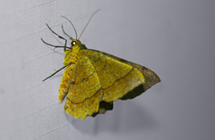 Erastria madecassaria