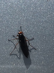 Inopus rubriceps