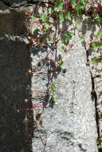 Cymbalaria muralis