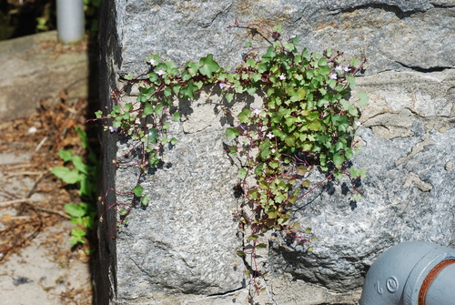 Cymbalaria muralis