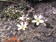 Cerastium igoschiniae