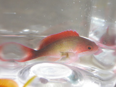 Pseudanthias cooperi