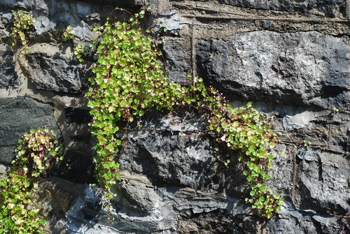 Ivy-leaved toadflax (Cymbalaria muralis) · iNaturalist