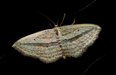 Scopula bigeminata