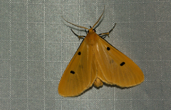 Soloe tripunctata