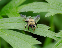 Laphria sacrator