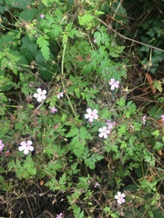 Geranium robertianum
