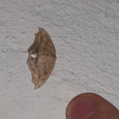 Coelurotricha curvilinea