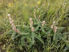 Astragalus alopecurus