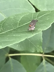 Rhamphomyia longicauda