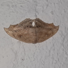 Coelurotricha curvilinea