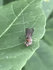 Rhamphomyia longicauda