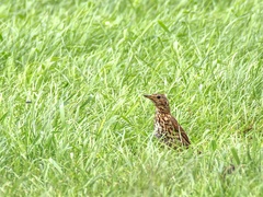 Turdus philomelos