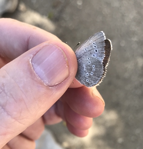 iNaturalist observation photo of Silvery Blue