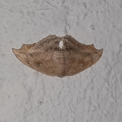 Coelurotricha curvilinea
