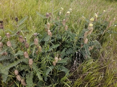 Astragalus alopecurus