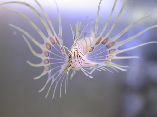 Indian Lionfish, Cacadu, ZA-EC, ZA, photo 7 of 10