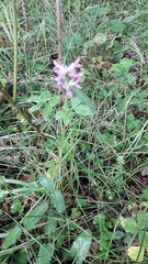 Stachydeae