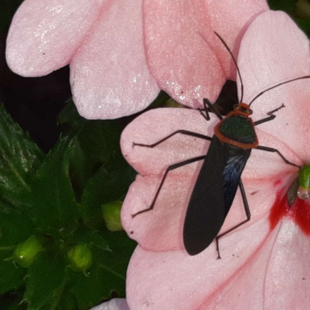 Sphictyrtus bugabensis