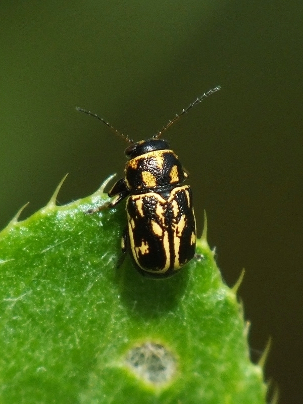 Pachybrachis fimbriolatus