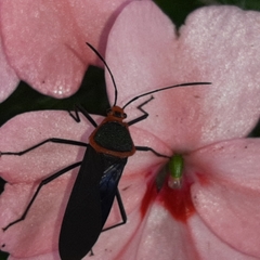 Sphictyrtus bugabensis