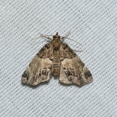 Cutina distincta