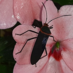 Sphictyrtus bugabensis