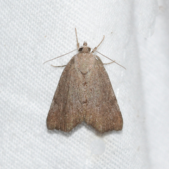 Cutina albopunctella