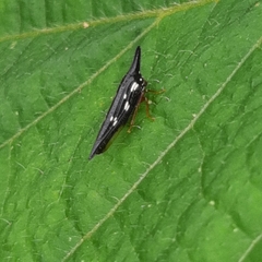 Polyglypta costata
