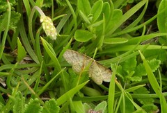 Idaea ochrata