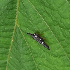 Polyglypta costata