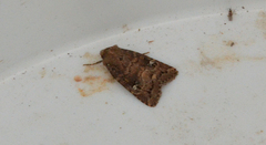 Pseudorthodes irrorata