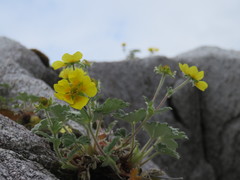 Potentilla × villosula