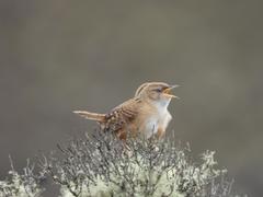 Cistothorus apolinari