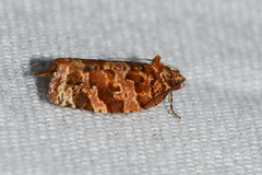 Argyrotaenia hodgesi