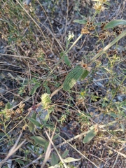 Stachydeae