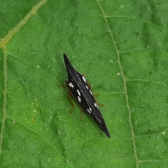 Polyglypta costata