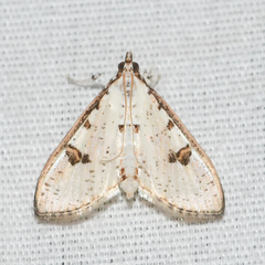 Palpita illibalis