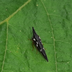 Polyglypta costata