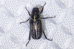 Dichelonyx pusilla