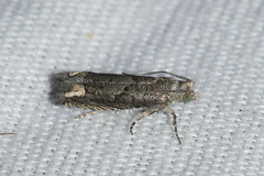 Epiblema minutana