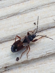 Eremocoris abietis