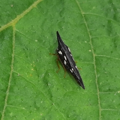 Polyglypta costata