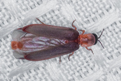 Microphotus angustus