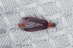 Microphotus angustus