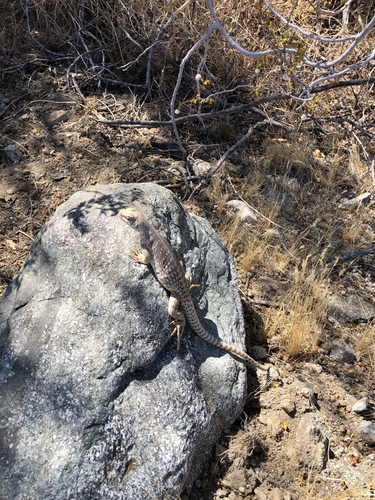 iNaturalist observation photo of Desert Iguana