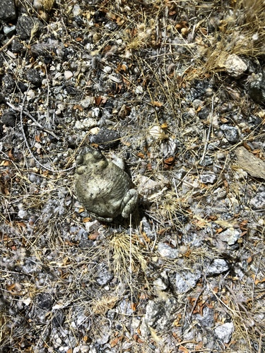 iNaturalist observation photo of Red-spotted Toad