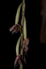 Eulophia zollingeri