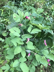 Clematis glaucophylla