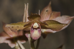 Eulophia zollingeri